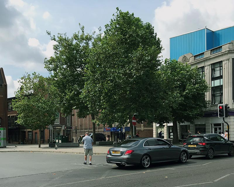Trees at Tower Ramparts. Photo: David Vincent