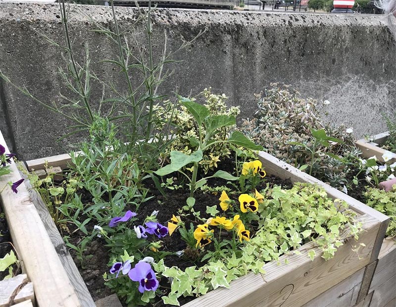 A planter at St Peter’s Dock Wall. Photo: David Vincent A planter at St Peter's Dock Wall. Photo: David Vincent