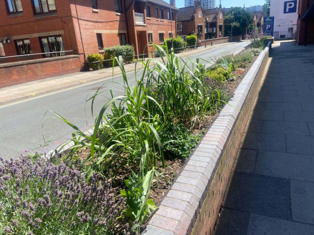 Planting at Foundation Street. Photo: D. Vincent