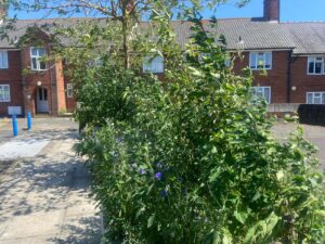 Planting at Old Crown Court Car Park. Photo: D. Vincent