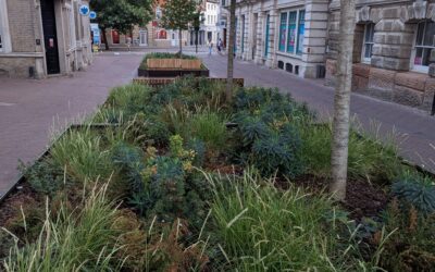 Why we need more trees in our towns
